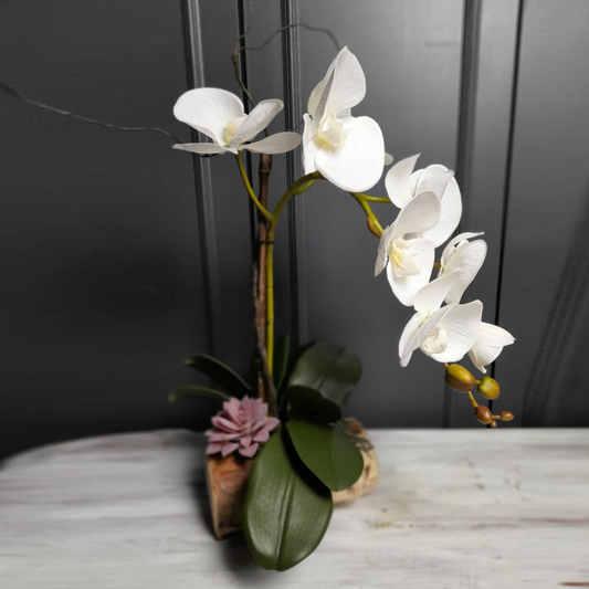 Orkid Bali 1 Tangkai