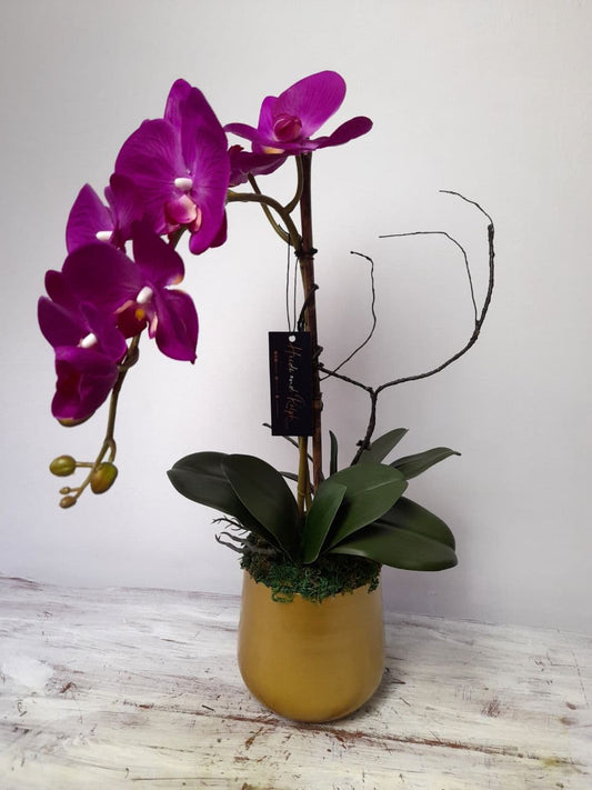 Orkid Premium Latex Ronan